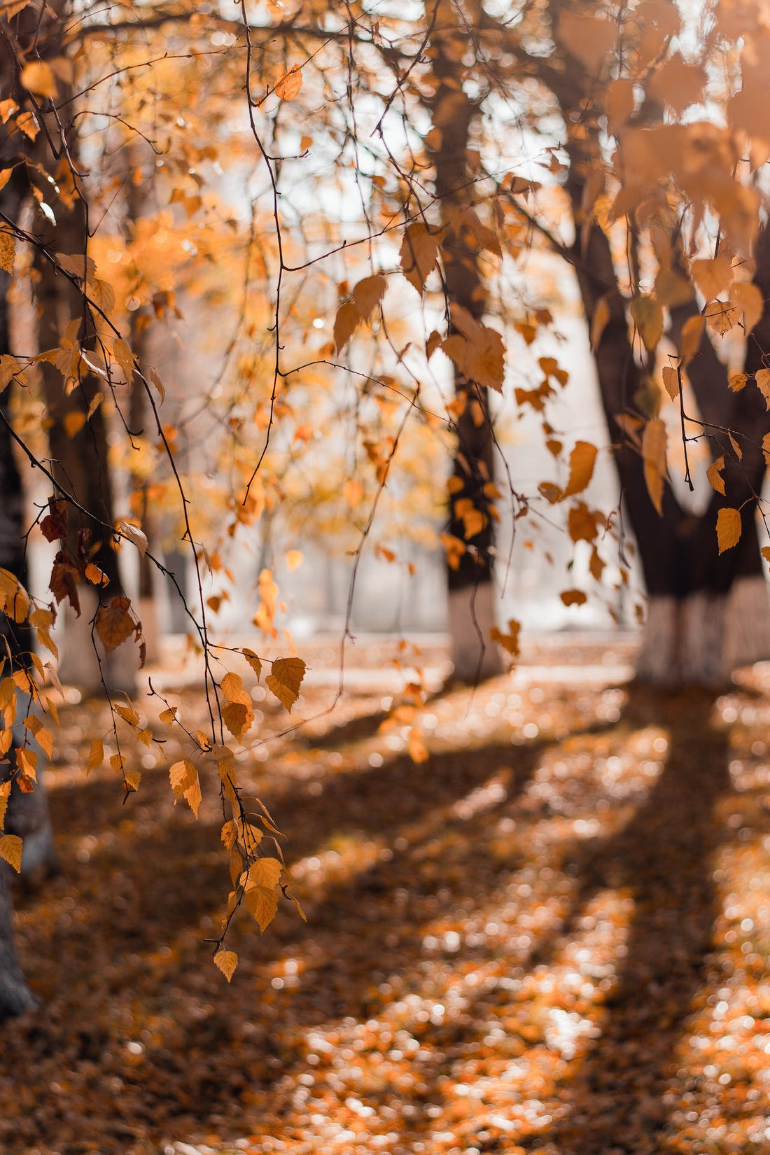 Tendances Automne-Hiver 2023 : 5 Must-Have à Adopter dans Votre Garde-Robe