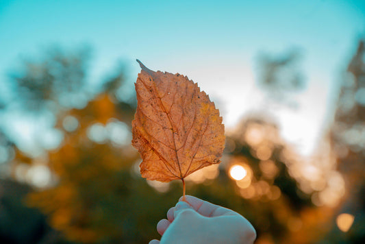 🍁 Tendances Mode Automne 2024 : Adoptez le Style avec le Sourire ! 🍁